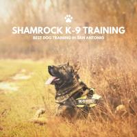 Shamrock K-9 Training image 2